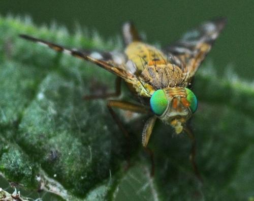 Réf. 329 312 : Chaetostomella cylindrica